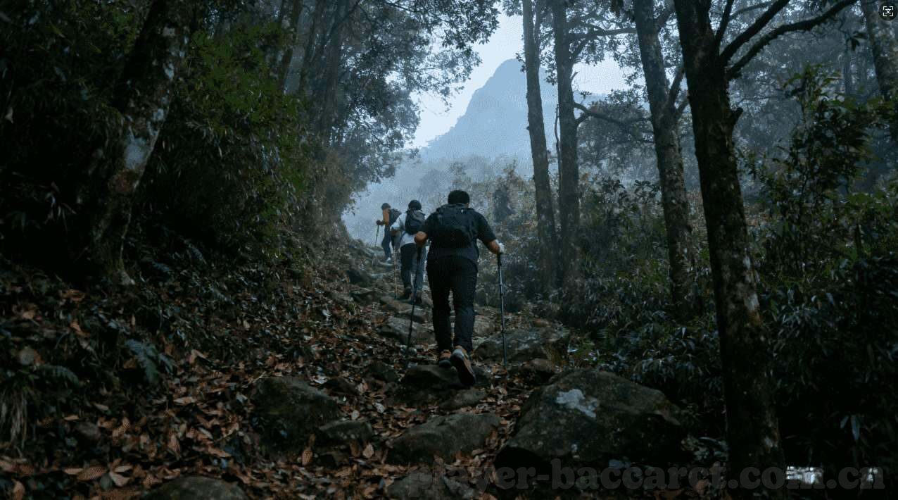 世界杯直播更专业-世界杯直播，更专业的视角，更沉浸的体验
